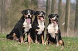 BOUVIER D'APPENZELL 044